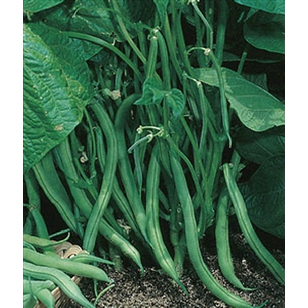 Garden Bean Bush Blue Lake 274 Seed 1 Packet