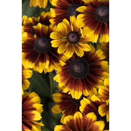 RedCrocus Kissing SmileyZ Black-eyed Susan Rudbeckia hirta | Bright Yellow Daisies for Gardens & Cut Flowers 2 Gallon