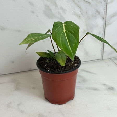 Philodendron Gloriosum, 4" Plant
