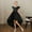 Black, variant on Dpytoraw Girls Summer Flapper Sleeve High And Low Formal Dress Fly Skirt Swing Dress Girls Party Dresses Size 5-6 Years