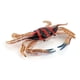 thumbnail image 2 of Figurine Model Fish Sea Animal Realistic Toy Replica Table Cake Topper Room Decoration Aquarium Boutique Collection heqiyong toy, 2 of 2