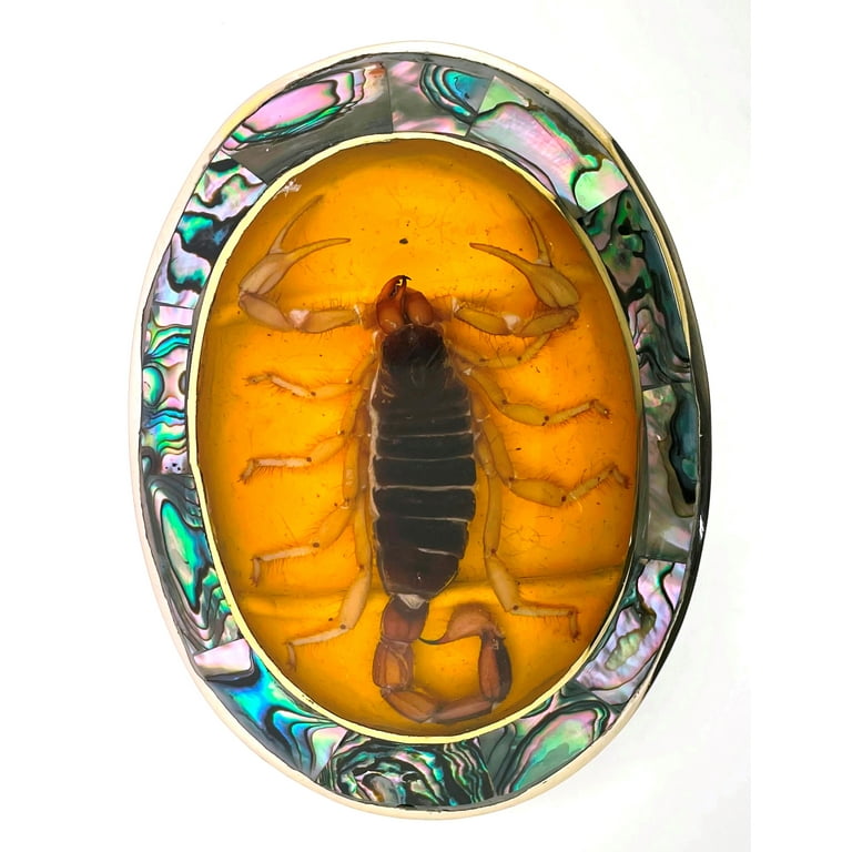 Scorpion Real Yellow Insect Belt Buckle Western Cowboy Rodeo Style