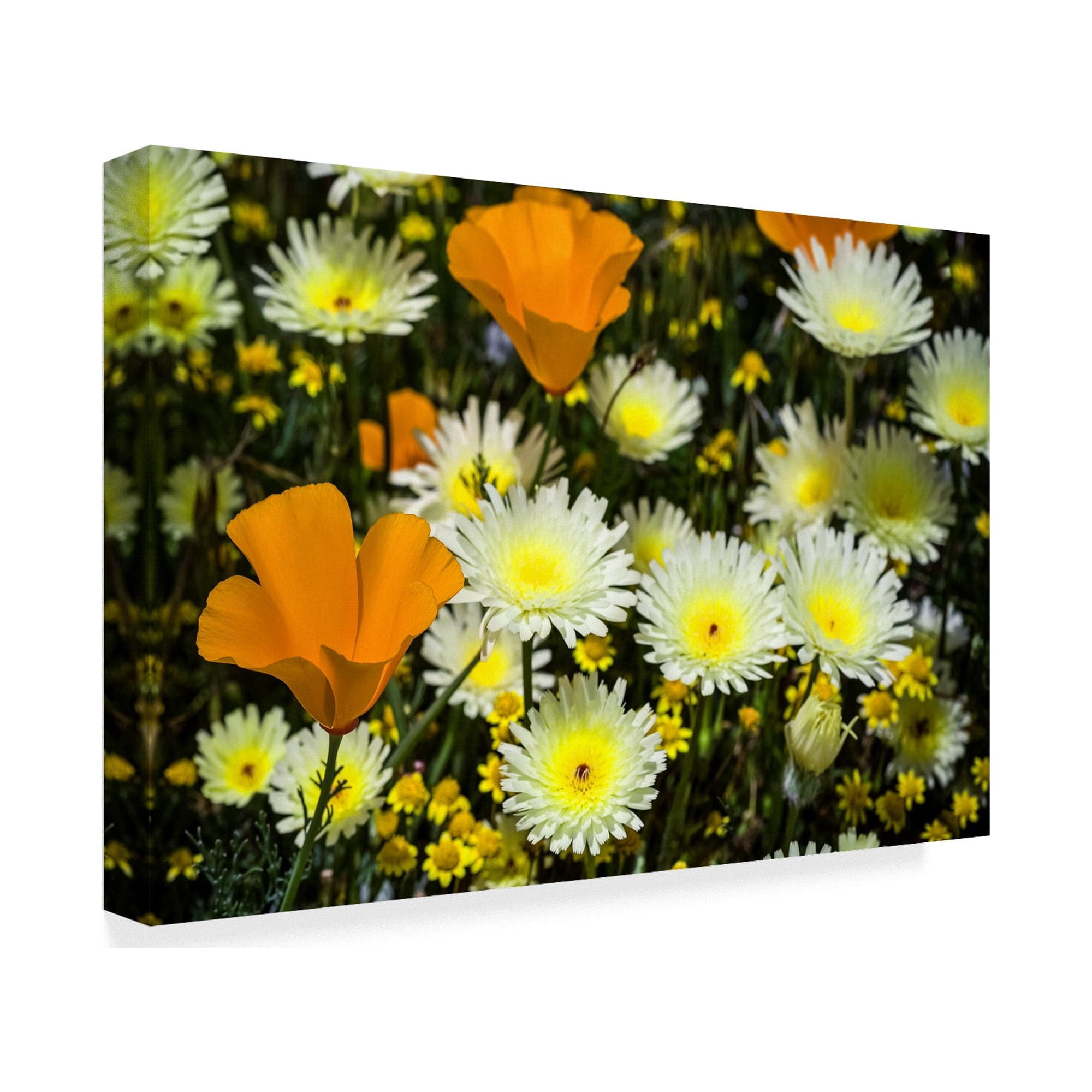 Trademark Fine Art 'Poppies And Daisies' Canvas Art by Janice Sullivan
