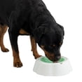 thumbnail image 2 of One Paw, Cooling Dog Bowl, Large, Refreshing, Green, for Dogs and Cats, 2 of 7