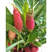 Pack 5 Hawaiian Awapuhi Shampoo Ginger Rhizomes Pinecone Ginger Red Ginger Lily Bulbs, Grow Indoor or Outdoor
