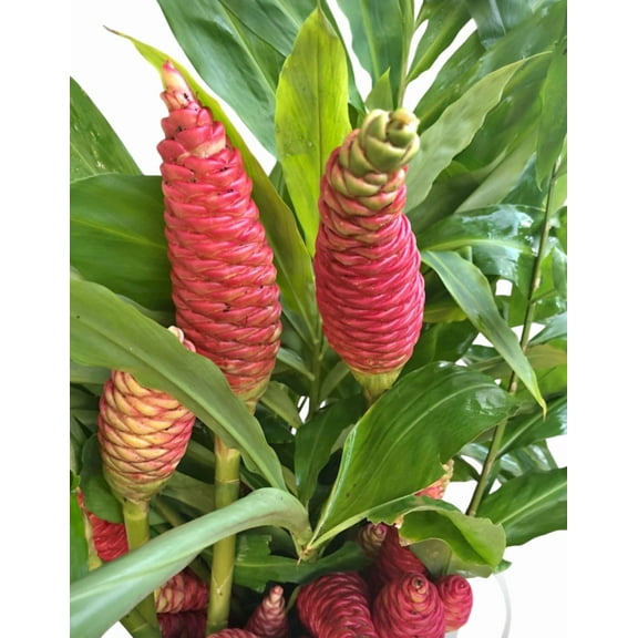Pack 5 Hawaiian Awapuhi Shampoo Ginger Rhizomes Pinecone Ginger Red Ginger Lily Bulbs, Grow Indoor or Outdoor