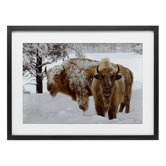 Stupell Industries Winter White Bison Black Framed Print Under Glass design by Mike Jones, 14 x 20