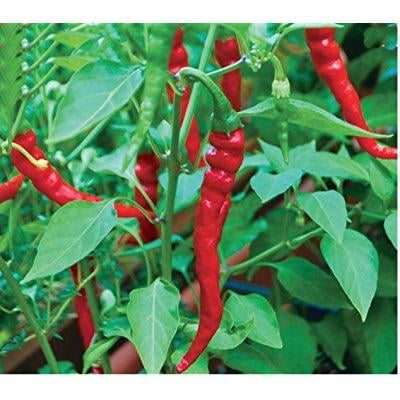 Aerogarden Cayenne Pepper Seed Kit For Tall Gardens Walmart Com