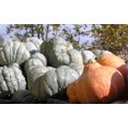 thumbnail image 3 of 30 GOLDEN HUBBARD SQUASH Genesee Red Buttercup Cucurbita Pepo Vegetable Seeds, 3 of 3