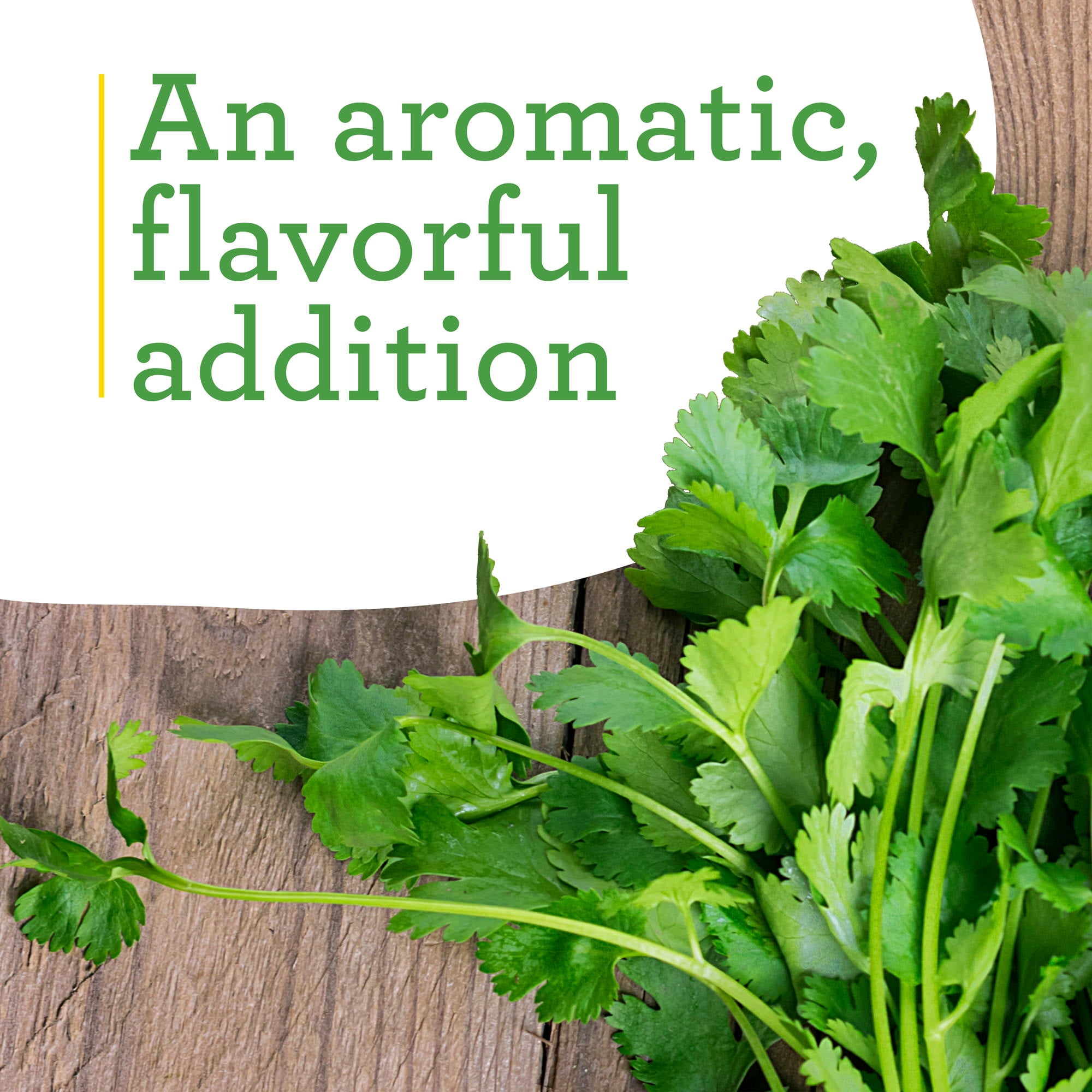 Bonnie Plants Cilantro 19.3 oz.