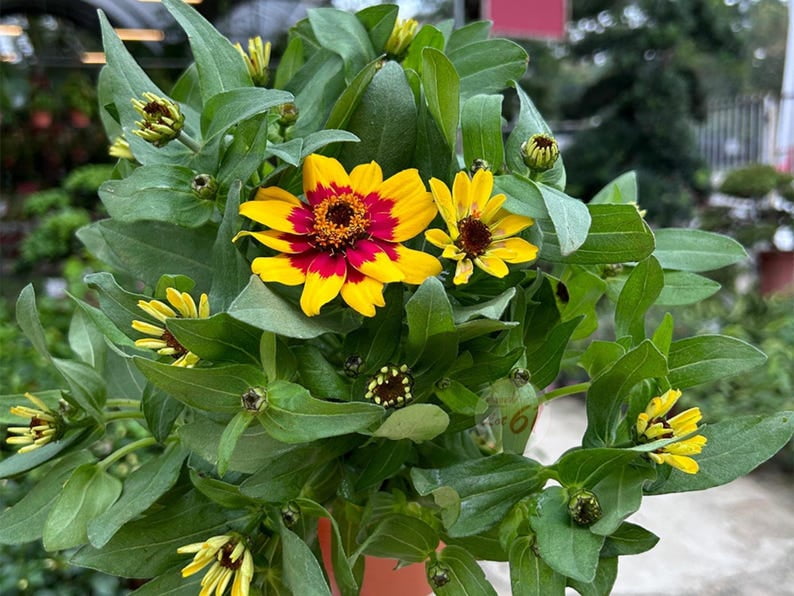 30 Zinnia Seeds Pack | Profusion Red Yellow Bicolor | Open-Pollinated Flower Seeds for Planting
