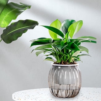 5-Pack Self-Watering Plant Pots Indoor – 5-Inch Plastic Flower Pots With Drainage, Clear Reservoir & Saucer For Herbs, Succulents, Houseplants-993905