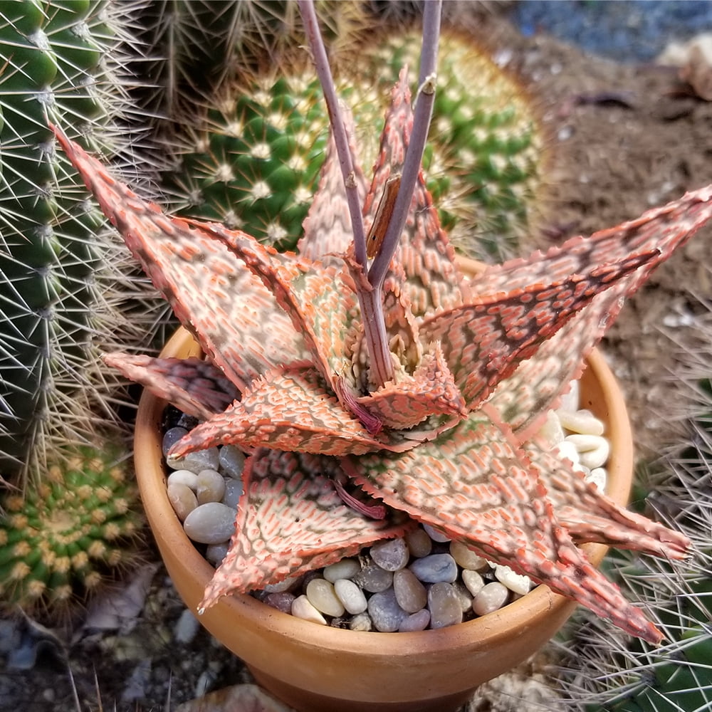 Altman Plants Colorful Star Aloe | Unique Houseplant Gift | 3.5 in Pot | Easy Plant Care | Full Sun