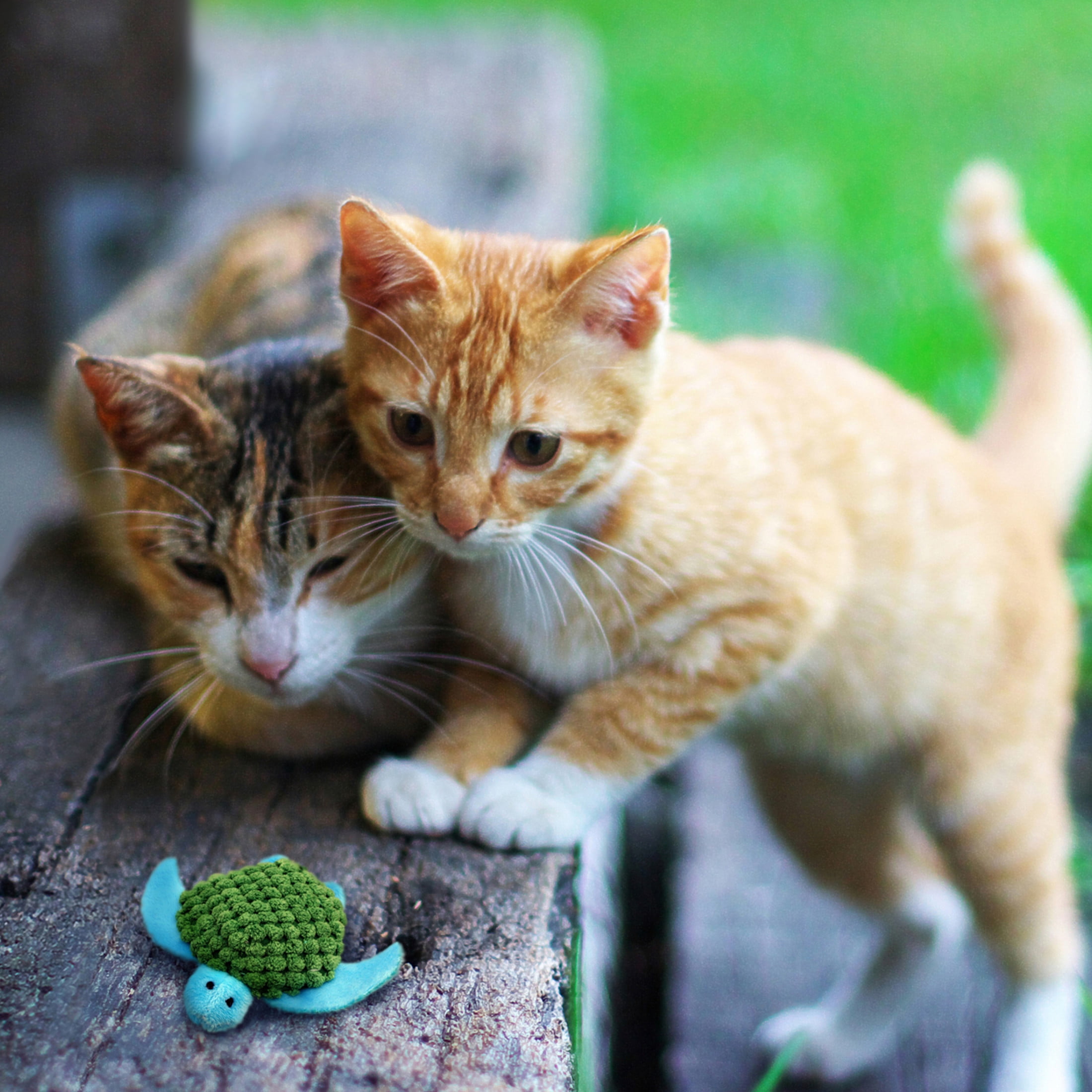 KONG® Refillables Catnip Toy, Turtle, with Premium North American Catnip