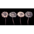 thumbnail image 2 of Frank, Assaf 18x11 White Modern Wood Framed Museum Art Print Titled - AF20120902 Gerberas 059C12, 2 of 4