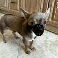 thumbnail image 2 of 7 Sizes Pet Dog Anti Barking Muzzle for Small Medium Large Dogs Adjustable Mouth Mask Anti-Biting Training Toys Pets Accessories, 2 of 9