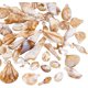thumbnail image 1 of 44 colgantes de conchas acrílicas con forma de vieira, imitaciones de conchas marinas de playa, colgantes de conchas de verano con orificio de 2 mm, 1 of 6