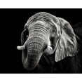 thumbnail image 2 of Meermann, Christian 14x12 White Modern Wood Framed Museum Art Print Titled - African Elephant, 2 of 4