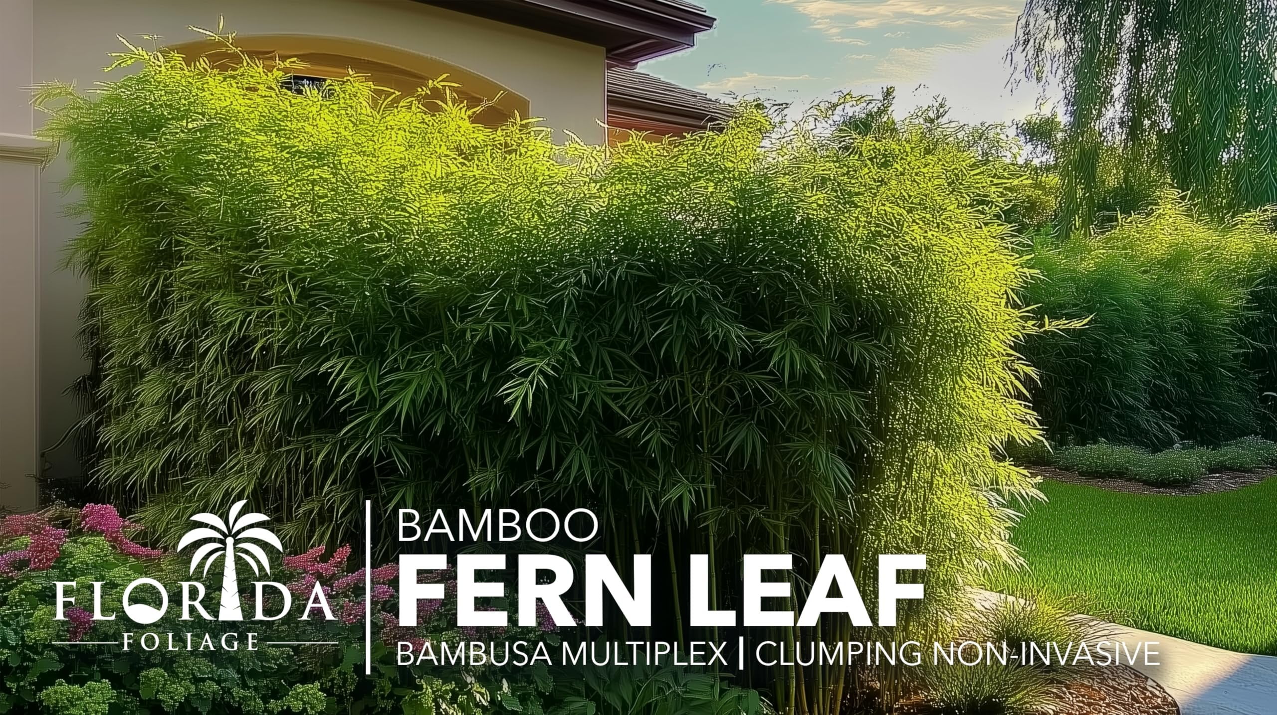 Fern Leaf Bamboo - 1 Live Plant - Bambusa Multiplex - 6 Inch Pot - Non-invasive Clumping Privacy Hedge