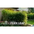 thumbnail image 3 of Fern Leaf Bamboo - 5 Live Plants - Bambusa Multiplex - 6 Inch Pot - Non-invasive Clumping Privacy Hedge, 3 of 9