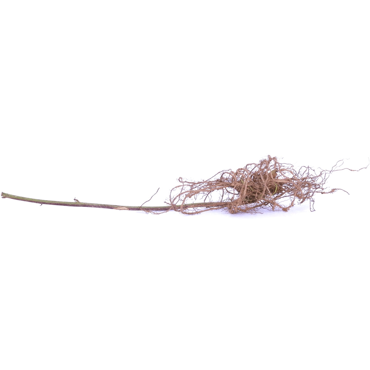 Van Zyverden Blackberry Thornless Triple Crown 1 Plant Pink Full Sun Perennial Pollinator 2 lbs