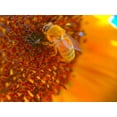 thumbnail image 2 of Tenoever, William 14x12 White Modern Wood Framed Museum Art Print Titled - BeeOnSunflower1, 2 of 4