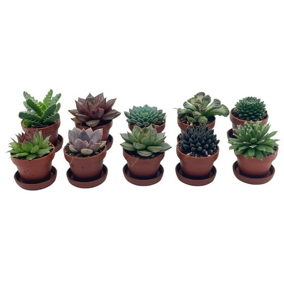 Teacup Succulent Assortment, 10 Different Plants, in 1 inch pots with Saucers, Super Cute, Best Plant Gift, Party Favors, Variety Bundle