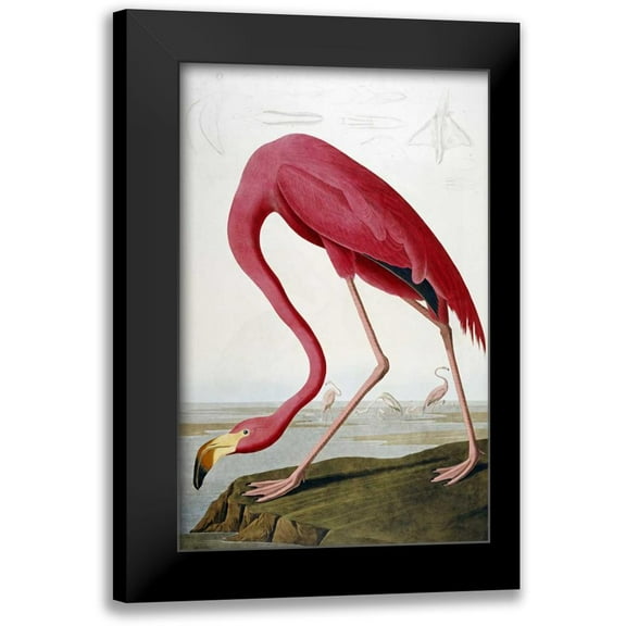 Audubon, John James 10x14 Black Modern Framed Museum Art Print Titled - American Flamingo