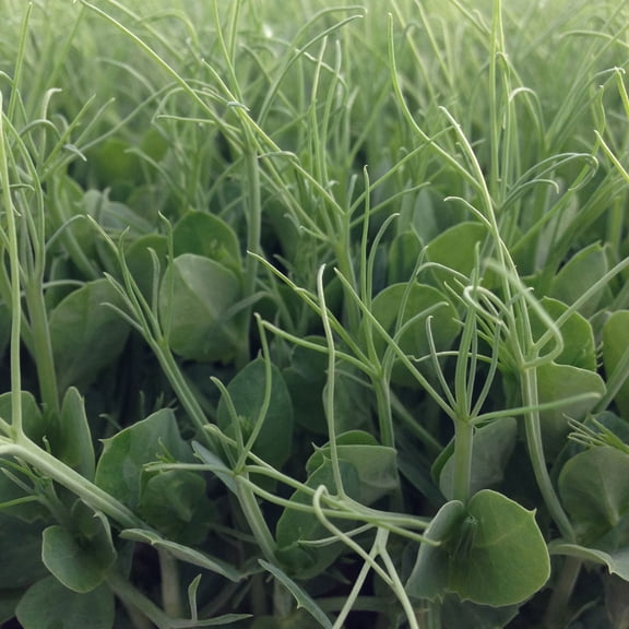 Pea Seeds, Afila 595-18 g Packet ~70 Seeds - Non-GMO, Heirloom - Vegetable Garden & Microgreens
