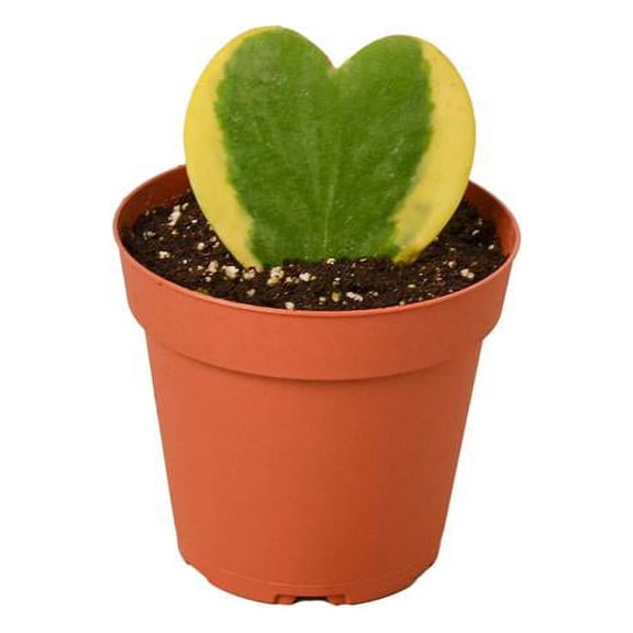 House Plant 4-HOYA-HEART.VARIEGATED Hoya Sweetheart Variegated Plant in 4 in. Pot