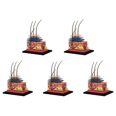 5X 4D Human Skin Model Hair Organs Assembling Puzzle Model Teaching Model Manikin Science Anatomical Model 5 x Anatomical Model picture color
