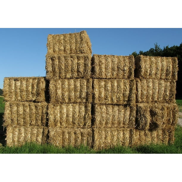 Straw Bales Bale Cattle Feed Straw Hay Bales Hay 12 Inch By 18 Inch Laminated Poster With Bright Colors And Vivid Imagery Fits Perfectly In Many Attractive Frames Walmart Com
