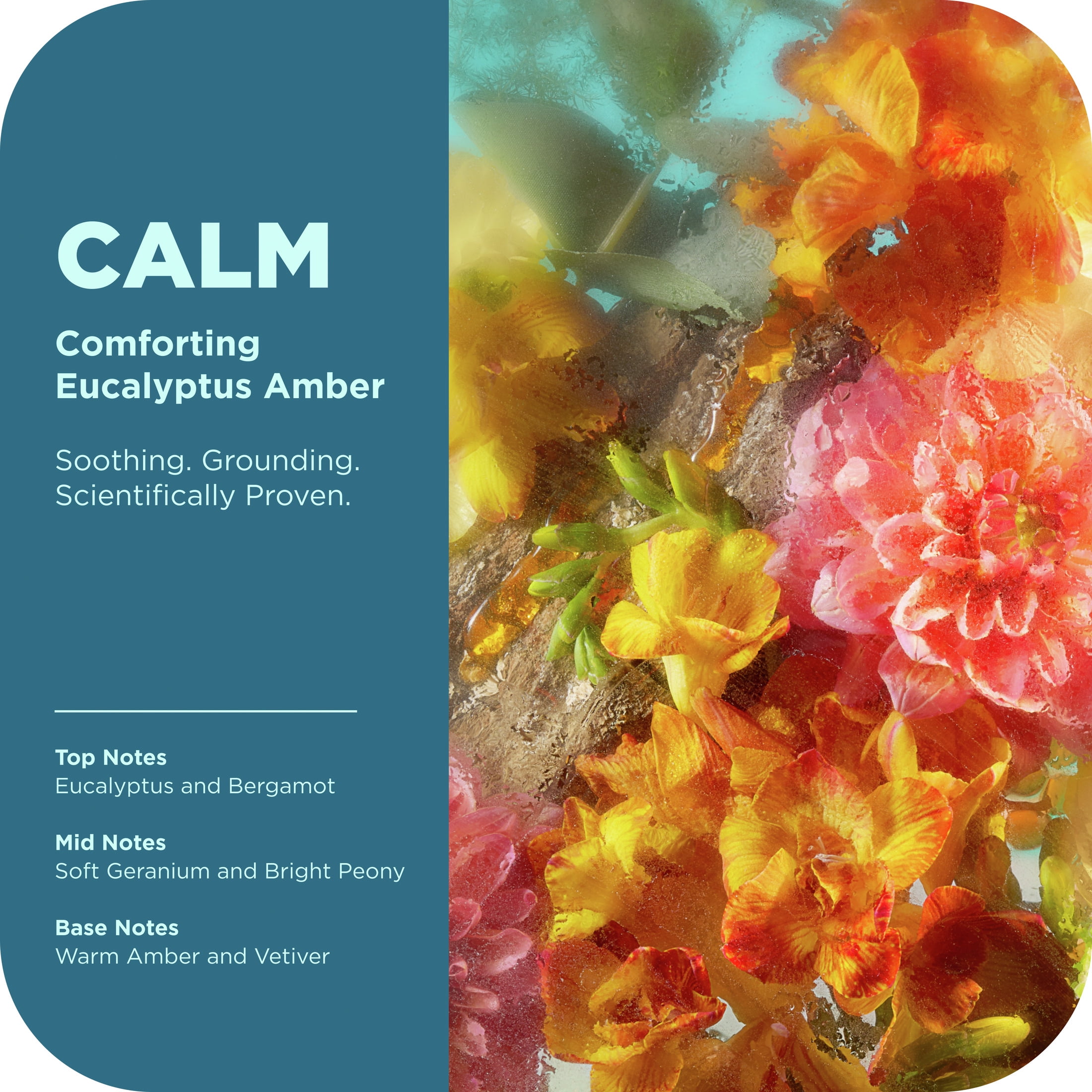 OLLY Calm Body Serum Lotion Repairs Skin Barrier & Soothe Stress Eucalyptus Amber, 8 oz