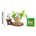 thumbnail image 3 of fsxdhpcsgfc 10ml Brazilian Wood 2025 New Fortune Brazil Wood Potted Brazilian Wood Hydroponic Brazilian Wood Mini Brazil Wood For Desktop Decoration With Tray Random Ornament Assortment Fancy, 3 of 7