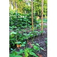 thumbnail image 2 of Tenax 2A150063 79 in. x 100 ft. Lm Trellis Net, White, 2 of 7