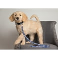 thumbnail image 3 of Pets First MLB Kansas City Royals Cats and Dogs Durable Pet Leash, Medium, 3 of 4