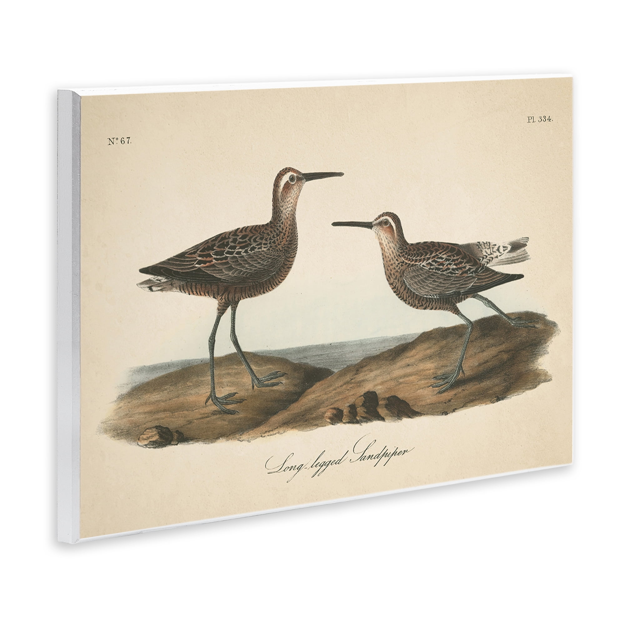Stupell Industries Long Legged Sandpiper Animals & Insects Painting Unframed Art Print Wall Art, 15 x 10