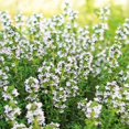 thumbnail image 6 of Set 2 Thyme Live Plant 3-6 Inch Tall, Fragrant Thyme Plants Live Seedling for Planting, Perennial Herb Plants Indoor Outdoor (French Thyme), 6 of 6