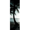 thumbnail image 2 of Bryant, Susan 11x24 Black Ornate Wood Framed with Double Matting Museum Art Print Titled - Cool Bimini Palm II, 2 of 4