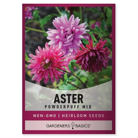 Powder Puff China Aster Seeds
