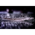 thumbnail image 2 of Fabiano, Alessandro 24x17 White Modern Wood Framed Museum Art Print Titled - Feather and Drop II, 2 of 4