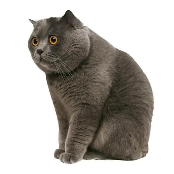 Car Funny Cat Meme Sticker, The Cat Meme Sticker Decal Waterproof, Cute Kitten Decals for Cars, Laptop, Wall, Rear Window, Bumper, Humorous Automotive Decoration for Trucks -3.90"