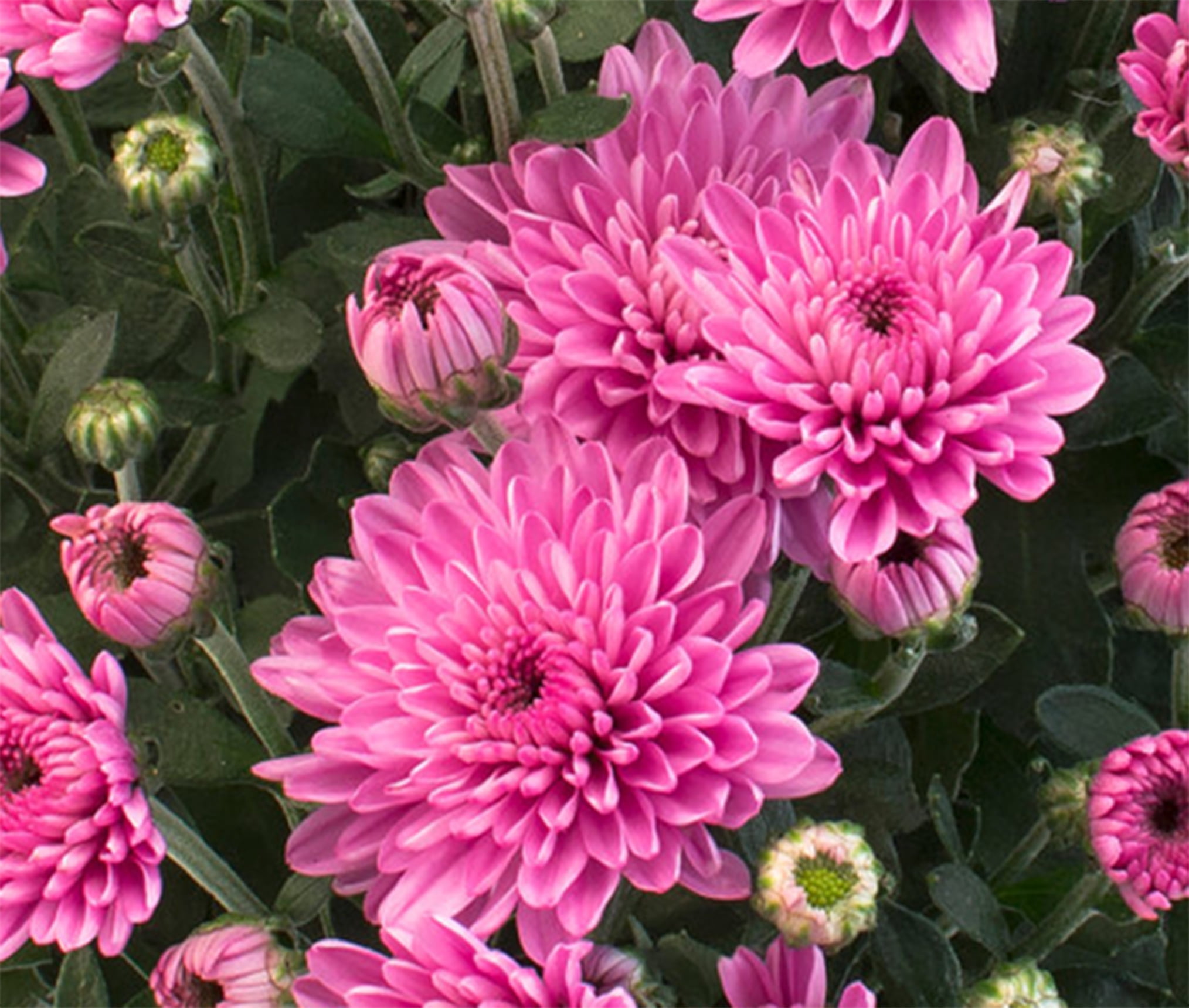 Expert Gardener Pink Mum Live Plant in 3.0QT Grower Pot