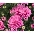 thumbnail image 3 of Expert Gardener Pink Mum Live Plant in 3.0QT Grower Pot, 3 of 5