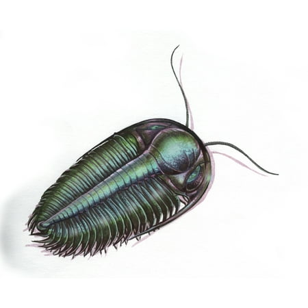 Hydrocephalus trilobite from the Cambrian period Canvas Art - Jan SovakStocktrek Images (31 x 25)