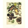 thumbnail image 2 of Audubon, John James 26x32 Gold Ornate Wood Framed with Double Matting Museum Art Print Titled - Summer Or Wood Duck (decorative border), 2 of 4