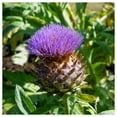 thumbnail image 4 of Everwilde Farms - 1 lb Green Globe Artichoke Seeds - Gold Vault Bulk Seed Packet, 4 of 4