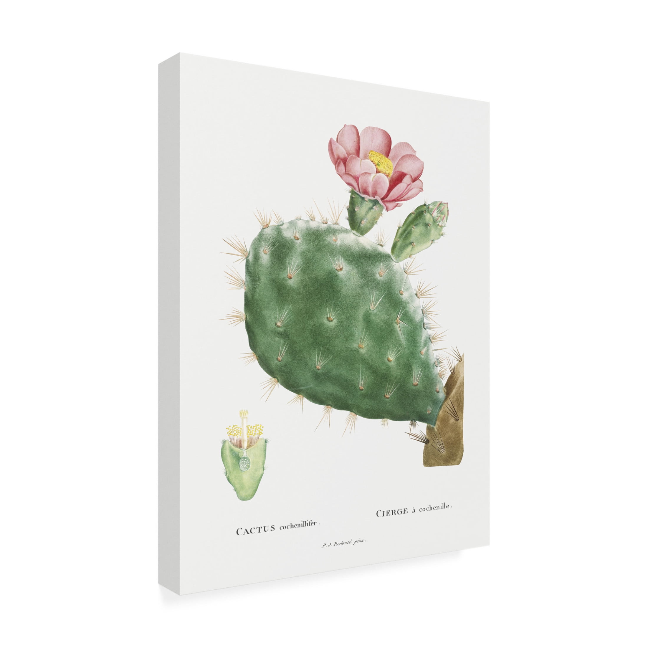 Trademark Fine Art Pierre Redoute Redoute Cactus III Canvas Wall Art