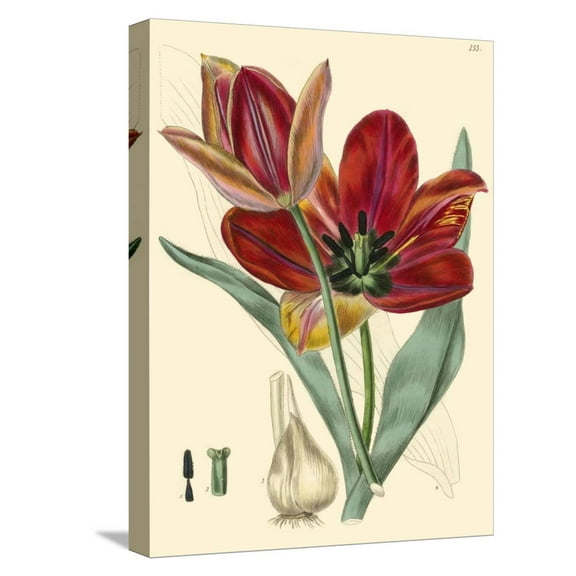 Art.com Elegant Tulips V Stretched Canvas Print Wall Art, 12" x 16"