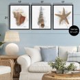 thumbnail image 3 of Stupell Industries Honeybloom Coastal Seashells 3 Piece Black Framed Floater Canvas Set design by Matthew Piotrowicz, 21 x 17, 3 of 9
